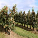 Stĺpovitá jabloň (Malus ballerina) ´WALTZ®´ - jesenná, výška 250-260 cm, kont. C70L